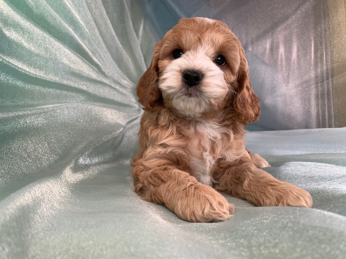 Female F1 Cockapoo Puppy for Sale DOB 12-15-2021 $1200